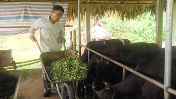 Trâu, bò mất giá, người chăn nuôi ở Yên Bái lo âu (04/10/2022)